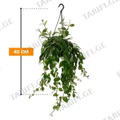 ესხინანტუსი Aeschynanthus Caro Improved 40 სმ