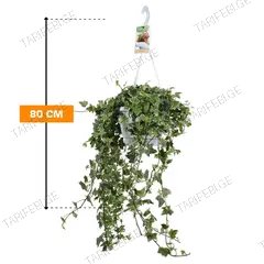 ხედერა Hedera Eva 80 სმ