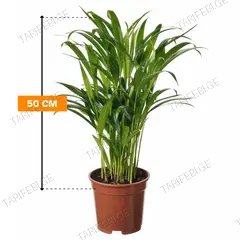 დიფსისი lutescens 50 სმ