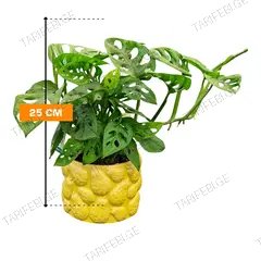 მონსტერა Monstera 25 cm