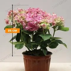 ჰორტენზია Hydrangea mixed 25 სმ