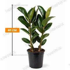 ფიკუსი Ficus Elastica Robusta 2pp 60 სმ