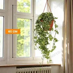 ხედერა Hedera Elja 60 სმ