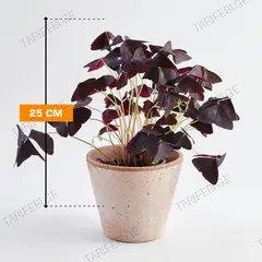ოქსალისი Oxalis 25 სმ