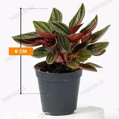 პეპერომია Peperomia Rosso 6 სმ