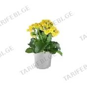 კალანჰოე flower P10.5