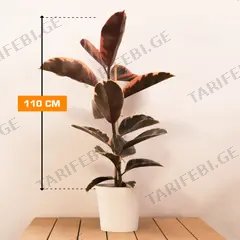 ფიკუსი FICUS ELASTICA BELIZE 1PP 110 სმ