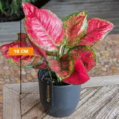 აგლაონემა Aglaonema several Red Surprise Tray 16 სმ