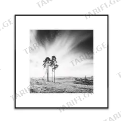 სურათი ჩარჩოში Styler AB088 TREES 50X50