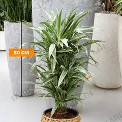 დრაცენა Dracaena fragrans Warneckei 80 სმ