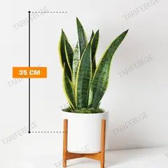 სანსევიერია Sansevieria Laurentii 35 სმ