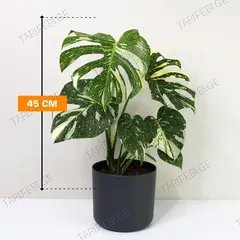 მონსტერა Monstera deliciosa Thai Constellation 45 სმ