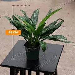 აგლაონემა Aglaonema Maria 28 სმ
