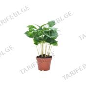 ყავის მცენარე flower P7