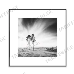 სურათი ჩარჩოში Styler AB088 TREES 50X50