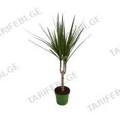 დრაცენა Marginata flower 1pp 15 CM