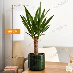 იუკა Yucca 1PP 60 სმ