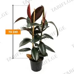 ფიკუსი Ficus Elastica Bali 2PP 70 სმ