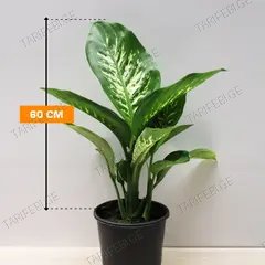 დიფენბახია Tropic Snow 60 სმ