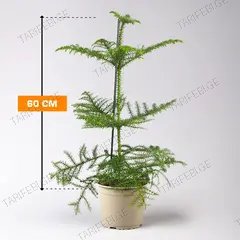 არაუკარია Araucaria 60 სმ