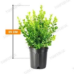 ბზა Buxus sempervirens 35 სმ