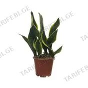 სანსევიერა flower 3PP