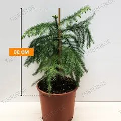 არაუკარია Araucaria 32 სმ