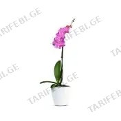 ორქიდეა ჯუჯა flower 1 spick