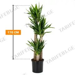 იუკა Yucca 3PP27