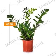 ზამიოკულკასი Zamioculcas 60 სმ