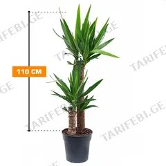 იუკა Yucca 2PP 110 სმ