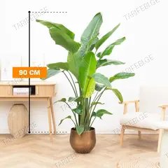 სტრელიცია Strelitzia Regine 90 სმ