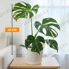 მონსტერა Monstera deliciosa Thai Constellation 40 სმ