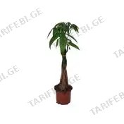 პაჰირა flower 3pp 12 CM
