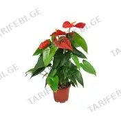 ანთურიუმი flower P14