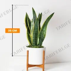 სანსევიერია Sansevieria Laurentii 35 სმ
