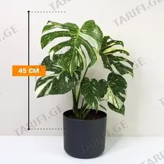 მონსტერა Monstera deliciosa Thai Constellation 45 სმ