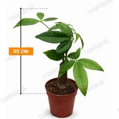 პაჰირა Pachira aquatica Trunk 3pp 20 სმ