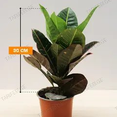 კოდიუმი CODIAEUM CROTON PETRA 30 სმ