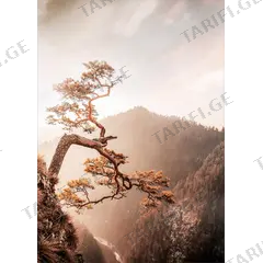 სურათი შუშაზე Styler Brown tree GL367 50X70 სმ