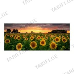 სურათი მინაზე Styler GL545 SUNFLOWERS/GL-18730 50x125 სმ