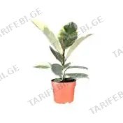 ფიკუს ელასტიკა Tineke flower 12 CM