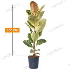 ფიკუსი FICUS ELASTICA BELIZE 1PP 100 სმ