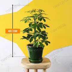 შეფლერა Schefflera 1PP 40 სმ