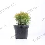 ტუია occidentalis Mirjam 5/10 C3