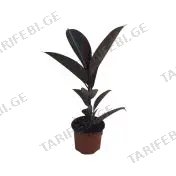 ფიკუს ელასტიკა Abidjan flower 12 CM